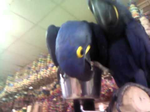 camera iphone 8 plus apk A bunch of hyacinth macaws
