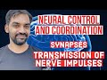 Synapses  transmission of nerve impulses  neural control and coordination