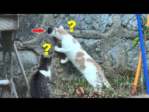 funny-cat-compilation-from-our-cat-garden