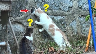 Funny Cat Compilation From Our Cat Garden