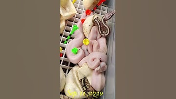 Color Change Ball Python