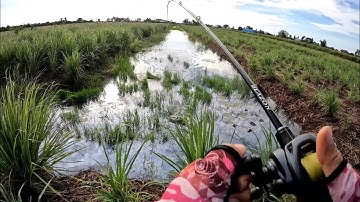 Câu cá lóc Tân Phú Đông điểm câu cuốn hút nhiều cần thủ đam mê | Thái Nguyễn fishing