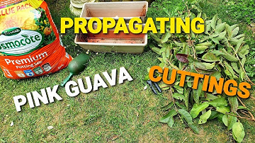 How To Propagate Cuttings From The Pink Guava Tree