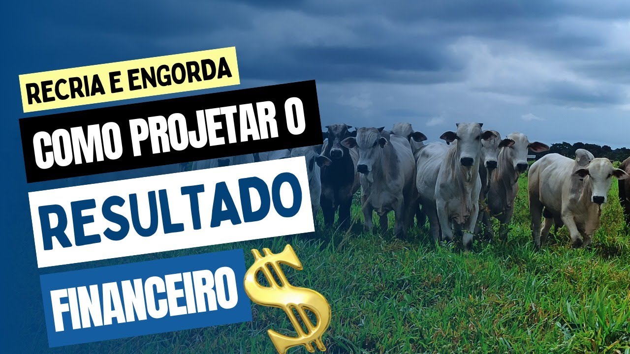 Vídeo #67 - Recria e engorda: como projetar o resultado financeiro