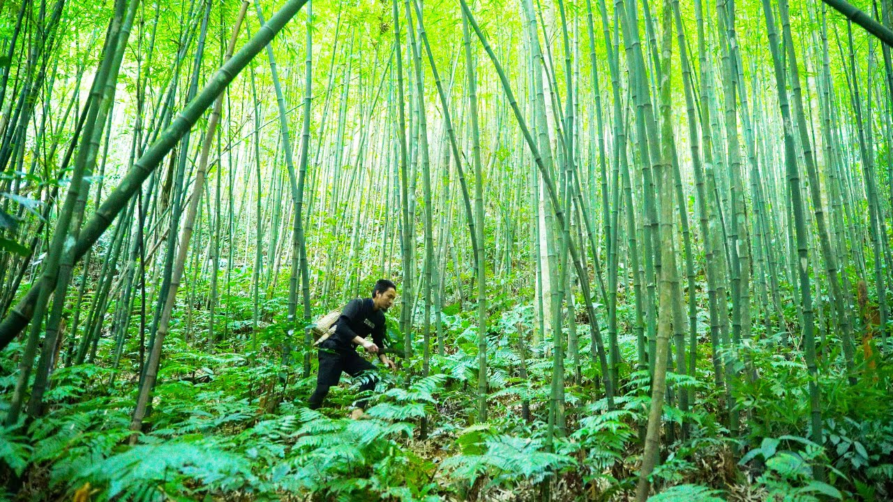 Find Early-Season Bamboo Shoots In A Beautiful Bamboo Forest | Sumatra's Instincts