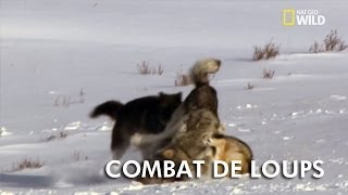 Animal Fight Club | Combat de loups