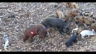 Bowhunting Wild Hogs / Delicious Sweet & Spicy Asian Pork  *Catch Clean Cook