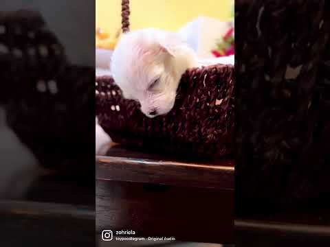 3 week old Maltese saying hello to you.