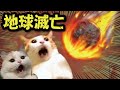 １０分後に地球滅亡する時の猫たちの反応【猫アニメ】【コント】