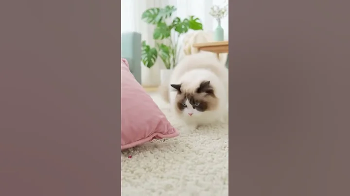 Video 11764251: fluffy cat, funny pets, cat hunting, cute cat