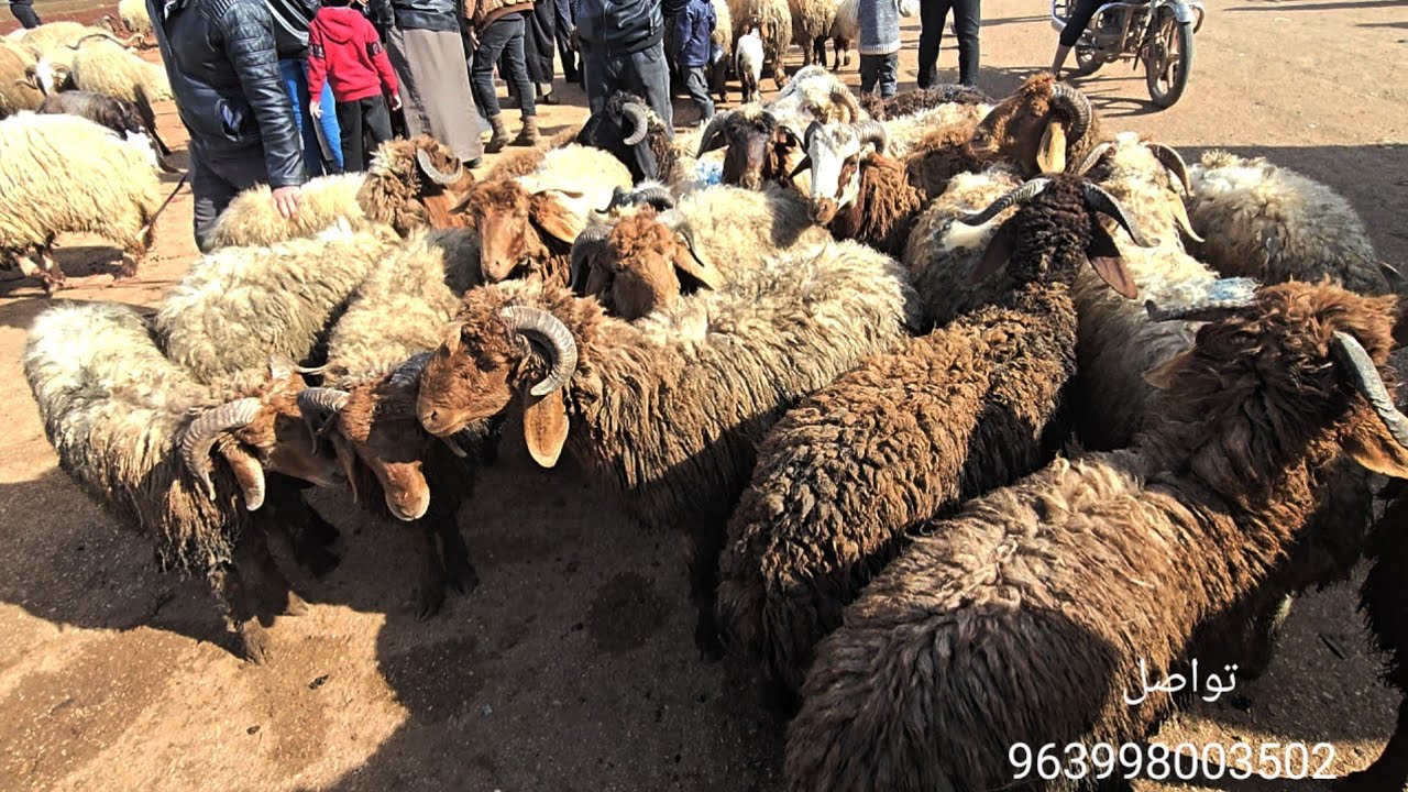جوله جديده في اسواق ادلب معره مصرين 6\3\2026 حركه السوق وأسعار اللحم ولاعلاف والغنم والخراف السرحيه 
