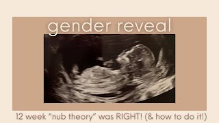 How our 12 week ultrasound showed baby’s gender! Nub theory worked! // GENDER REVEAL