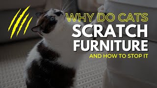 Why Do Cats Scratch Everything (And How to Fix It) by Here Kitty Kitty 69 views 3 weeks ago 1 minute, 41 seconds