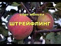 Сорт яблони Штрейфлинг