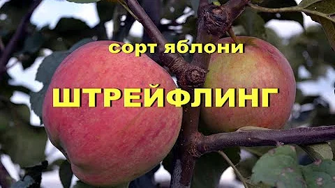 Сорт яблони Штрейфлинг