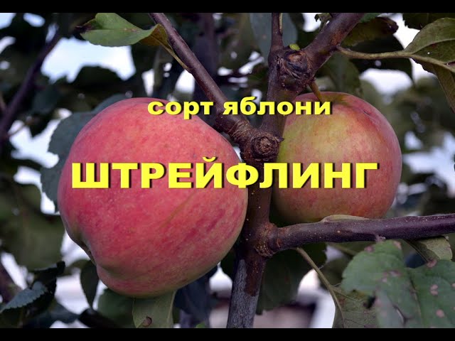Сорт яблони Штрейфлинг - YouTube