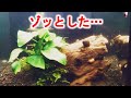 【閲覧注意】初めて見たら本気で引く…水槽に突然現れた“正体不明の生物”