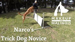 Belgian Malinois Trick Dog Novice Routine