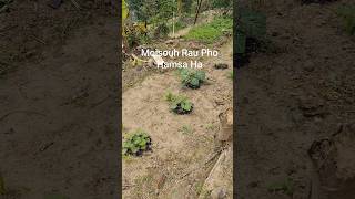 Moisouh Kaimo Rau Hamsa Ha Tauh Le