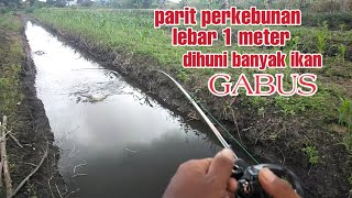 Banyak yg meremehkan spot ini..!! Siapa sangka parit kebun sayur kecil ini banyak ikan gabusnya