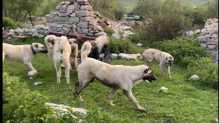 KÜÇÜK AZAPIN KAPLANLARIN ARASINDA ÖZGÜVENİ YÜKSEK ! ONU KİMSE YIKAMAYACAK