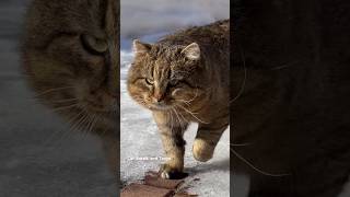 😻 Мартовский кот #barsik #catlover #cutecats #catvideos #cat #котики