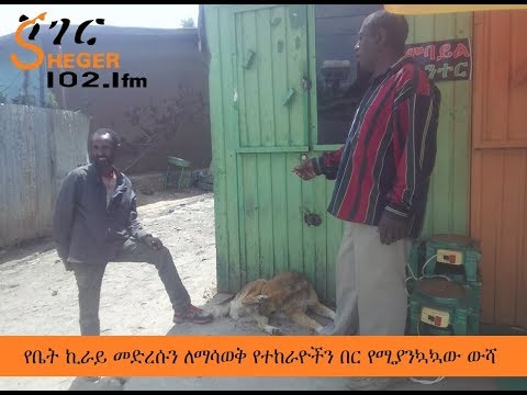 ቪዲዮ: ምን ዓይነት ውሾች መጠናቸው አነስተኛ ነው