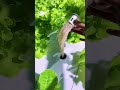 ¡Cosecha SIN TIERRA! 🥬 Aprende Hidroponía desde cero #shorts #hidroponía