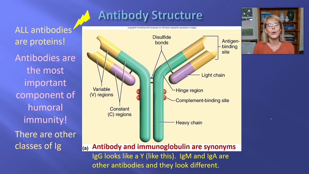 Lymphatic/Immune System 6 - YouTube