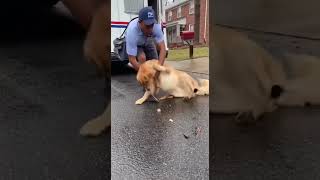 The dog was choking on something he had swallowed, and...