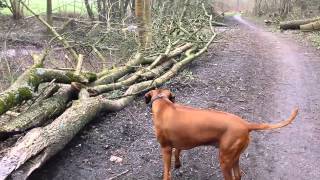 Rhodesian Ridgeback Entenschreck