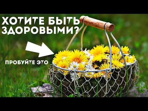 Ем одуванчик круглый год иммунитет максимальныЙ! Забудете что такое болеть благодаря одуванчику!