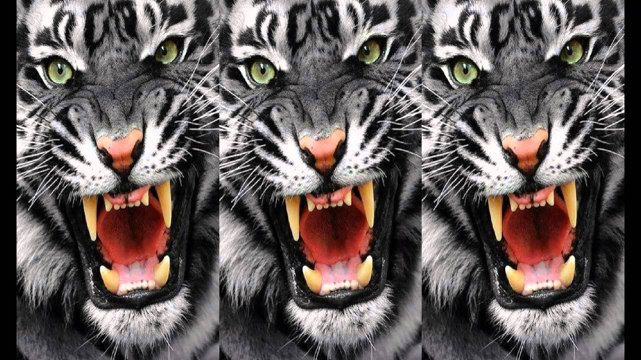 Tiger die besten Tiere der Welt teil 2 - YouTube