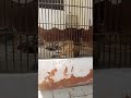 يا لبوة انتي يا لبوه