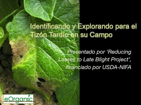 Video: Rociar Tomates Del Tizón Tardío En Invernadero Y Campo Abierto