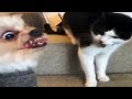 ПРИКОЛЫ С ЖИВОТНЫМИ 😺🐶 Смешные Животные Собаки Кошки Смешные Коты Приколы с котами Забавные Животные