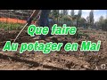 Mois de mai au potager