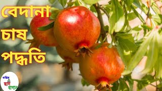একদম সহজ ভাবে টবে বেদানা চাষ পদ্ধতি। আমি যেভাবে পরিচর্যা করি।