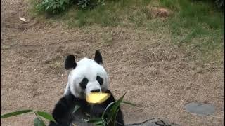 Panda Having a Snack