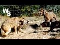 Coyote Attacks Dogs I Shoot With Glock 26 Coyote Attacks Dogs I Shoot With Glock 26