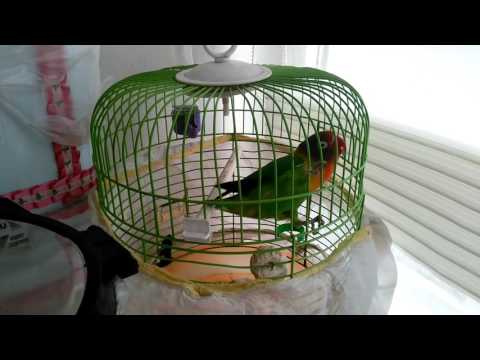 Paradise Parrot is not speaking