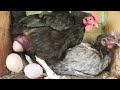 MURGI Hen Laying an Egg Video from Chicken se Anda / FishCutting