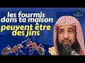 Les fourmis dans ta maison peuvent tre des jin cheikh soulayman arrouhayli