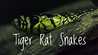 Species Spotlight- Tiger Rat Snake