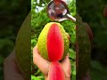 Peeling fresh pink guava with a metal spoon in the garden for healthy food preparation