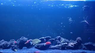 Joculator ,Multicolour ,Flameback and Flame Angelfish