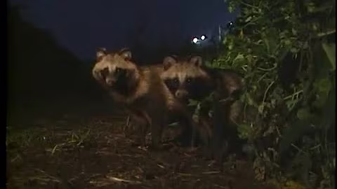Raccoon dog  タヌキ Nyctereutes procyonoides
