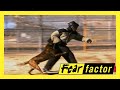 Fear Factor US Season 1 Episode 5: Dog Attack 🐶 [HD]