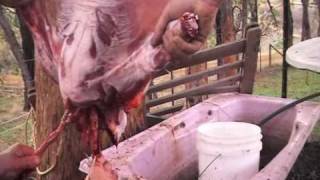 sheepbutchering