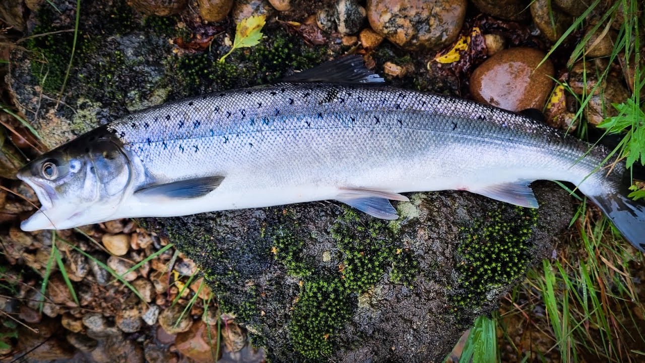 Laksefiske på Hauge A, Mandalselva